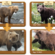 The Fat Bear Junior contestants.